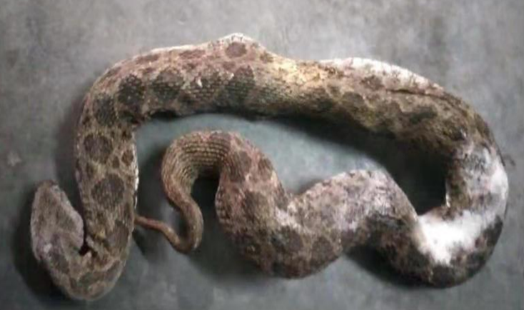 必发生物自主研发的抗蝰蛇毒血清获得II 期临床试验伦理审查批件